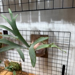 ベイチーの画像