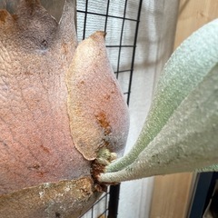 ベイチーの画像