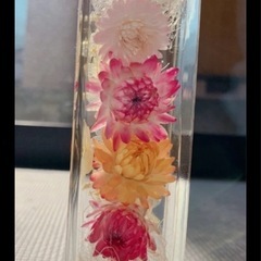 ヘリクリサム　ドライフラワーの画像