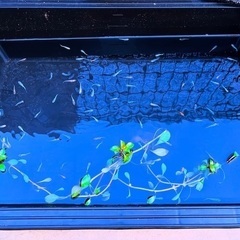 府中　メダカ無人販売所
