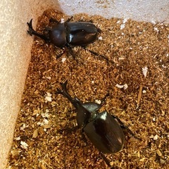 カブトムシ　の画像