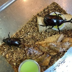 カブトムシ　の画像