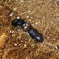 カブトムシ　の画像