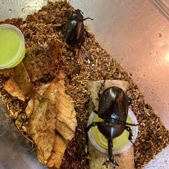 カブトムシ　の画像