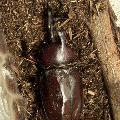 カブトムシ　オス（ツノ変形）とメスのペア　の画像