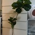 ランキングキーワードに紐づく投稿画像-観葉植物