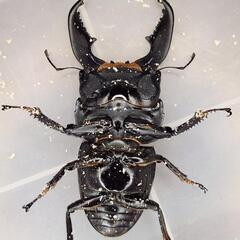 108mm B同腹　♂99.6mm×♀53.5mm　スマトラヒラタ　アチェ同腹ペアの画像