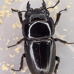 108mm B同腹　♂99.6mm×♀53.5mm　スマトラヒラタ　アチェ同腹ペアの画像