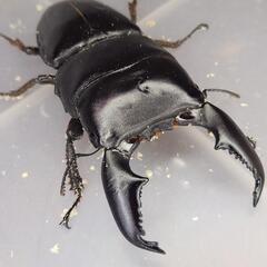 108mm B同腹　♂99.6mm×♀53.5mm　スマトラヒラタ　アチェ同腹ペアの画像