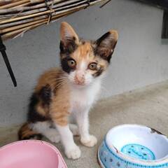 甘えん坊　みけちゃん