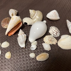 貝殻まとめて🐚の画像