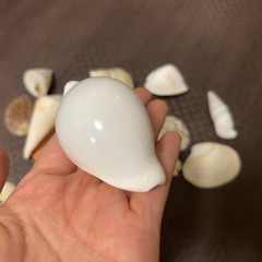 貝殻まとめて🐚の画像