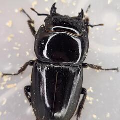 ♂98.2mm×♀51.3mm　スマトラヒラタ　アチェ同腹ペアの画像