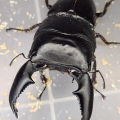 ♂98.2mm×♀51.3mm　スマトラヒラタ　アチェ同腹ペアの画像