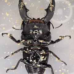 ♂98.2mm×♀51.3mm　スマトラヒラタ　アチェ同腹ペアの画像
