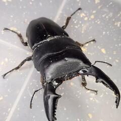 ♂98.3mm×♀52.2mm　スマトラヒラタ　アチェ同腹ペアの画像