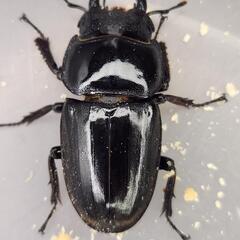 ♂98.3mm×♀52.2mm　スマトラヒラタ　アチェ同腹ペアの画像