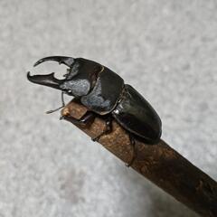 ヒラタクワガタ  ペア ①の画像