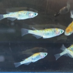 #61 ラメメダカ （鬼桜）　6匹¥1,500の画像