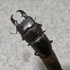 ヒラタクワガタ  ペア ①の画像