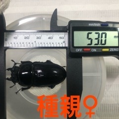 能勢YG血統 国産オオクワガタ 初令〜2令幼虫 4頭 ♂86.1㎜×♀53.0㎜ 120cc菌糸プリンカップ入の画像