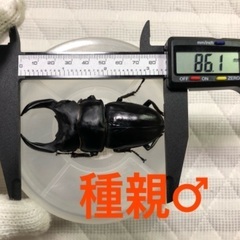 能勢YG血統 国産オオクワガタ 初令〜2令幼虫 4頭 ♂86.1㎜×♀53.0㎜ 120cc菌糸プリンカップ入の画像