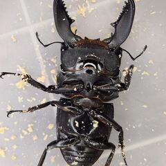 ♂93.7mm×♀50.9mm　スマトラヒラタ　アチェ同腹ペアの画像