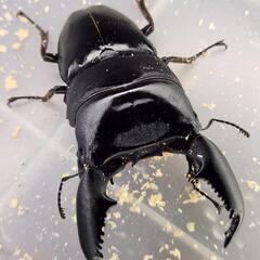♂93.7mm×♀50.9mm　スマトラヒラタ　アチェ同腹ペアの画像