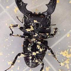 ♂98.4mmB×♀50.0mm　スマトラヒラタ　アチェ同腹ペアの画像