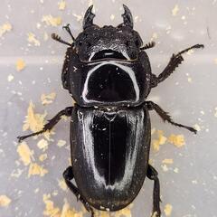 ♂98.4mmB×♀50.0mm　スマトラヒラタ　アチェ同腹ペアの画像