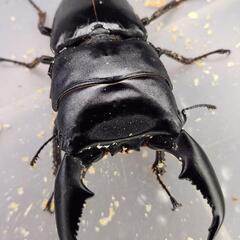 ♂98.2mm×♀54.2mm　スマトラヒラタ　アチェ同腹ペアの画像