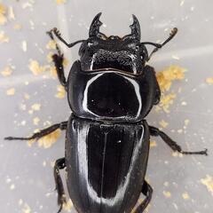 ♂98.2mm×♀54.2mm　スマトラヒラタ　アチェ同腹ペアの画像