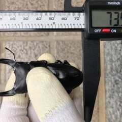能勢YG血統 国産オオクワガタ 新成虫ペア（オス73.5㎜・メス48.1㎜）の画像