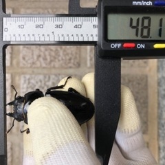 能勢YG血統 国産オオクワガタ 新成虫ペア（オス73.5㎜・メス48.1㎜）の画像