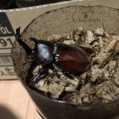 カブトムシのオス　無料で差し上げますの画像