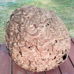 蜂の巣②　スズメバチの巣　縁起物　厄除け　魔よけ　アンティークインテリアの画像