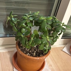 観葉植物もらってください。の画像