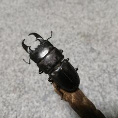 ヒラタクワガタ  ペア ②の画像