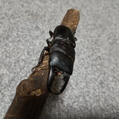 ヒラタクワガタ  ペア ②の画像