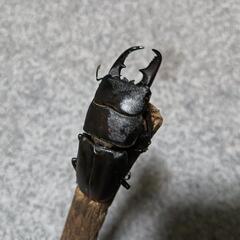 ヒラタクワガタ  ペア ②の画像