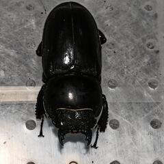 ヒラタクワガタ  ペア ②の画像