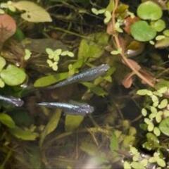 メダカ(磐田お引き渡し)の画像