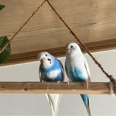 セキセイインコ2羽