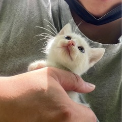 里親募集　生涯可愛がってくださる方