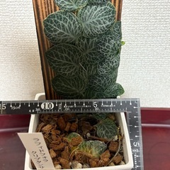 ラフィドフォラクリプタンサ の画像