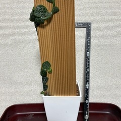 ラフィドフォラクリプタンサ の画像