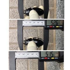 能勢YG血統 国産オオクワガタ 産卵済♀3頭（56.2㎜・52.6㎜・51.5㎜）の画像