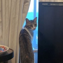 迷子です女の子😢🐱探していますの画像