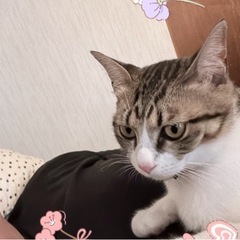 迷子です女の子😢🐱探していますの画像