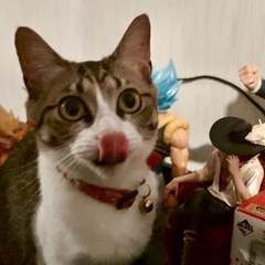 迷子です女の子😢🐱探していますの画像